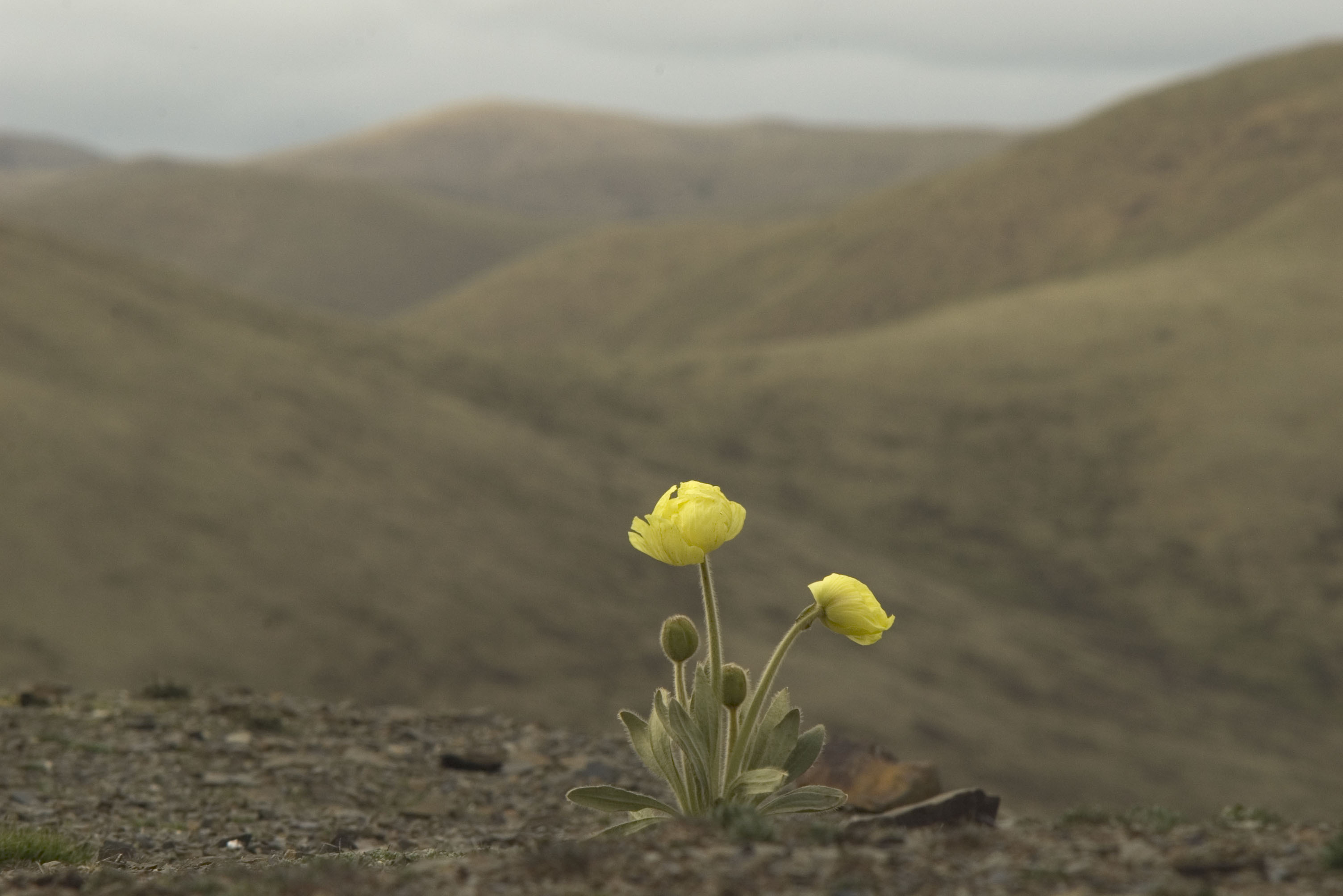 チベットの黄色いケシ(Meconopsis integrifolia) チベットの黄色いケシ(Meconopsis integrifolia)