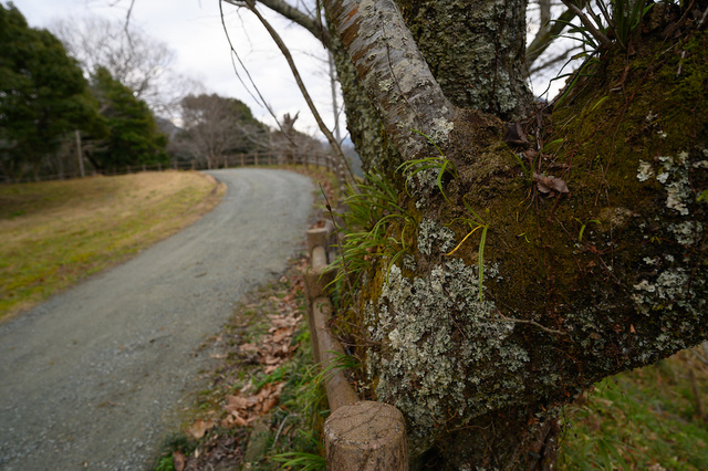 大洲家族旅行村オートキャンプ場 〜営業再開しました。〜 大洲家族旅行村オートキャンプ場 〜営業再開しました。〜