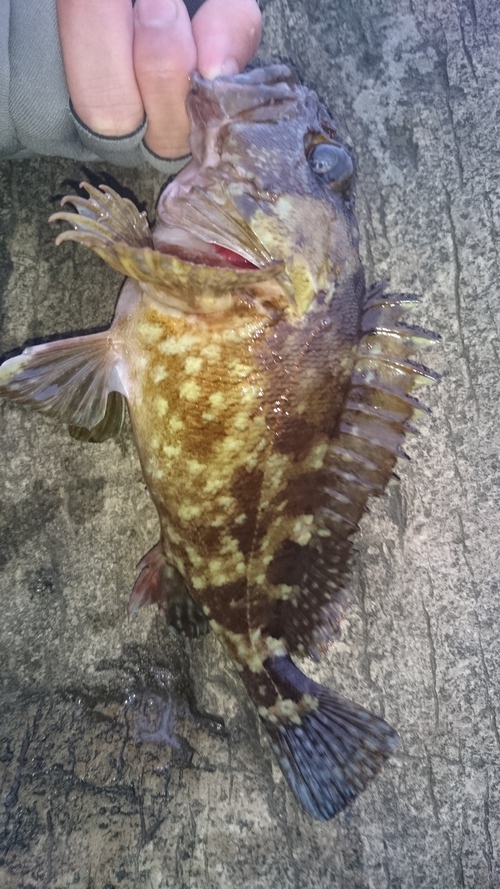 越前海岸でメバリング新規P開拓(2/2) 越前海岸でメバリング新規P開拓(2/2)