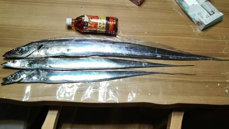 焼津港 太刀魚絶好調 焼津港 太刀魚絶好調