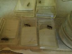 採取から15日目のオオアリ亜属と12日目のクロヤマアリ大型の経過