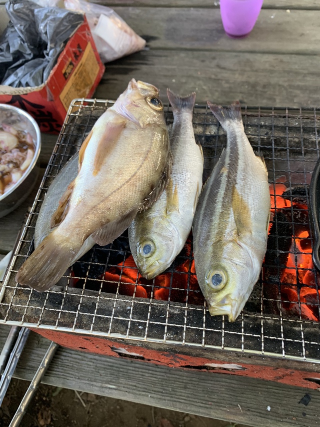 【20190907-8とその後】千葉大房岬自然公園海キャンプ&ボランティアお手伝い 【20190907-8とその後】千葉大房岬自然公園海キャンプ&ボランティアお手伝い