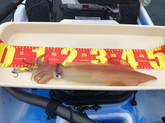 第25回 碧外釣査 第25回 碧外釣査