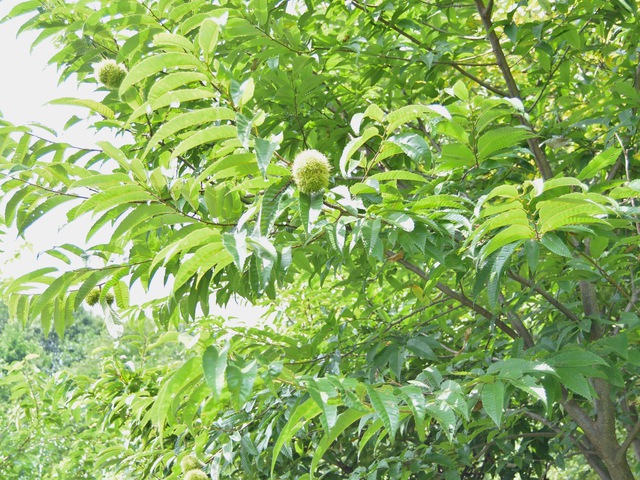 くりの木キャンプ場でロングデイキャンプ くりの木キャンプ場でロングデイキャンプ