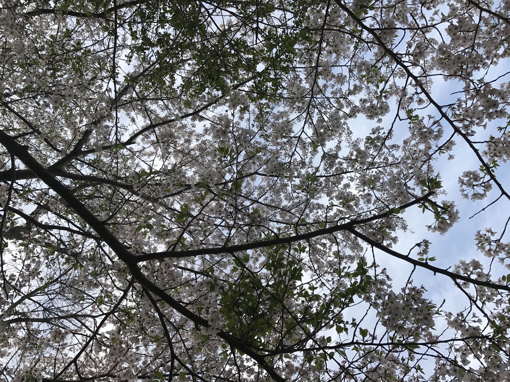 菖蒲谷キャンプ場の桜