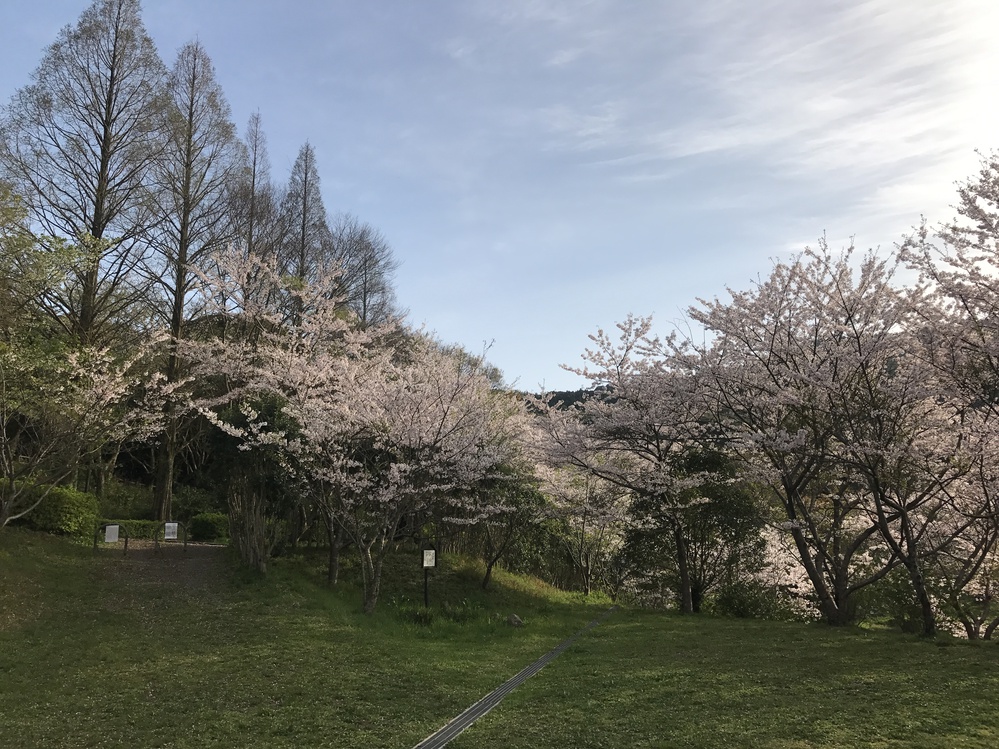 菖蒲谷キャンプ場の桜