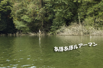 台風後の秋の相模湖バス 【難攻不落?】 その1
