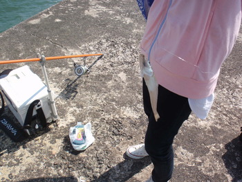 5月5日、知多半島強風の為、四日市で釣り！！キスまだ早いか！！