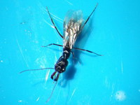 アギトアリの飛行を確認