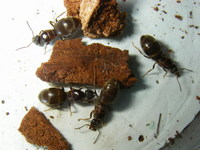 最近飛んでるアリ4種