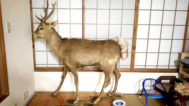 しまりす社員旅行⑤夜の宴とおいしいゴハン♪ しまりす社員旅行⑤夜の宴とおいしいゴハン♪