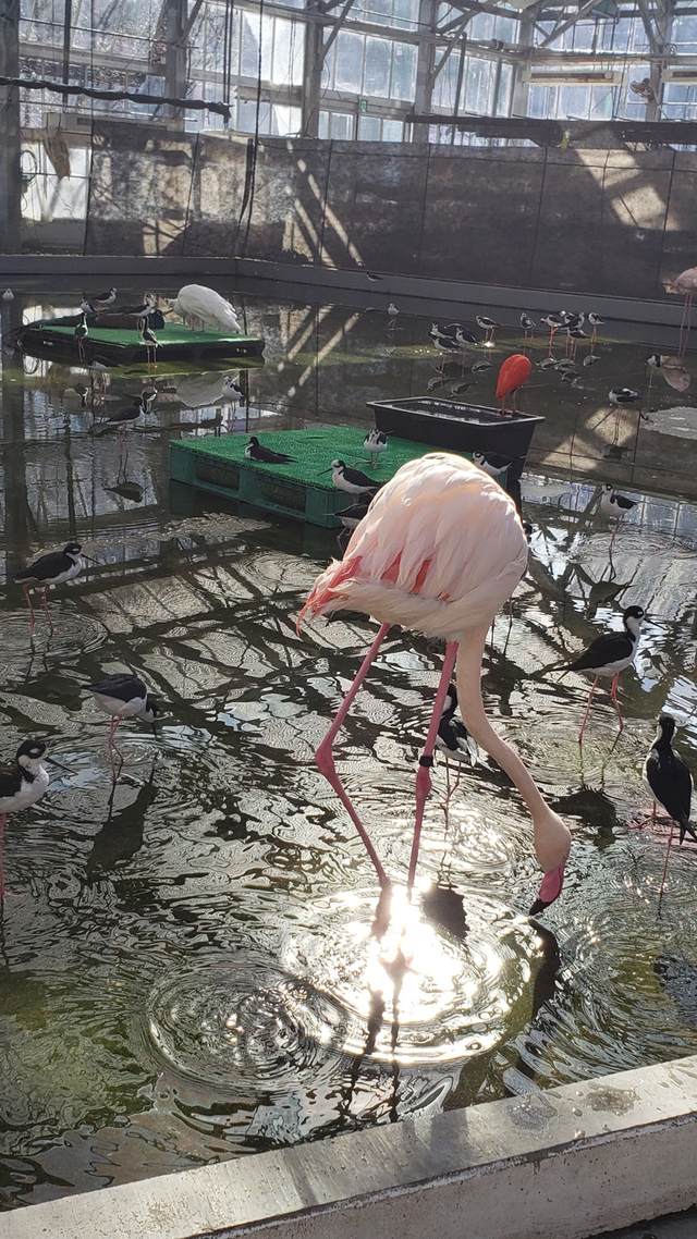 年末 恒例行事② 念願の掛川花鳥園へ☆ 年末 恒例行事② 念願の掛川花鳥園へ☆