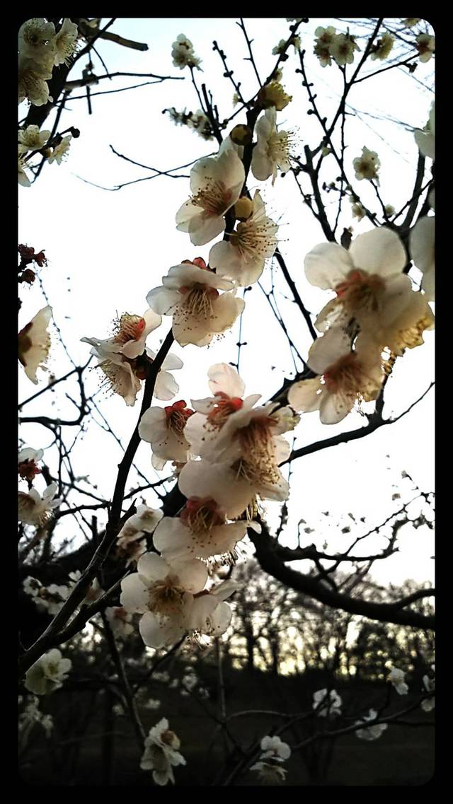 梅見 桜見♪ 梅見 桜見♪
