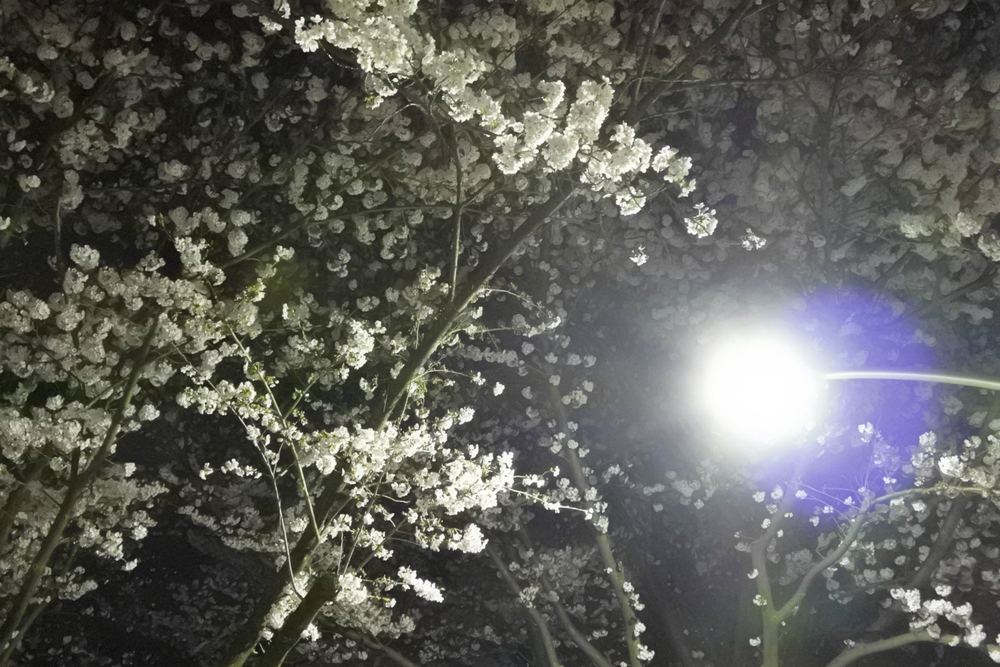 ぼっちで夜桜撮影会ヾ(゚∀゚)ノ ぼっちで夜桜撮影会ヾ(゚∀゚)ノ