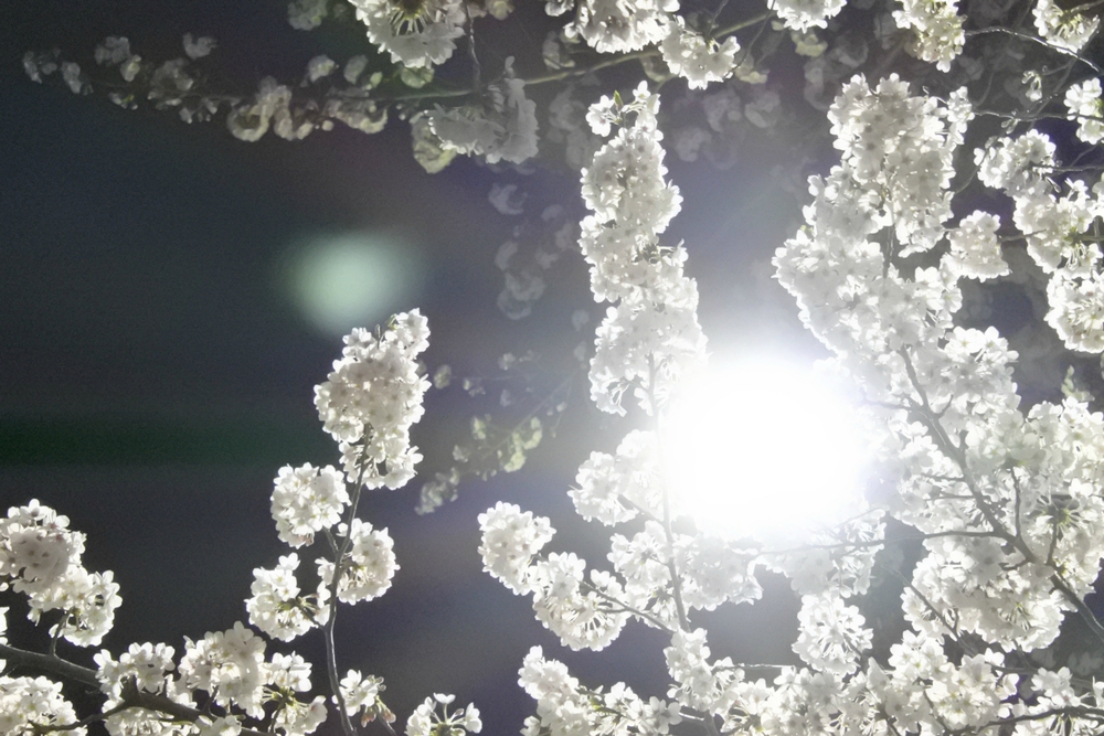 ぼっちで夜桜撮影会ヾ(゚∀゚)ノ ぼっちで夜桜撮影会ヾ(゚∀゚)ノ