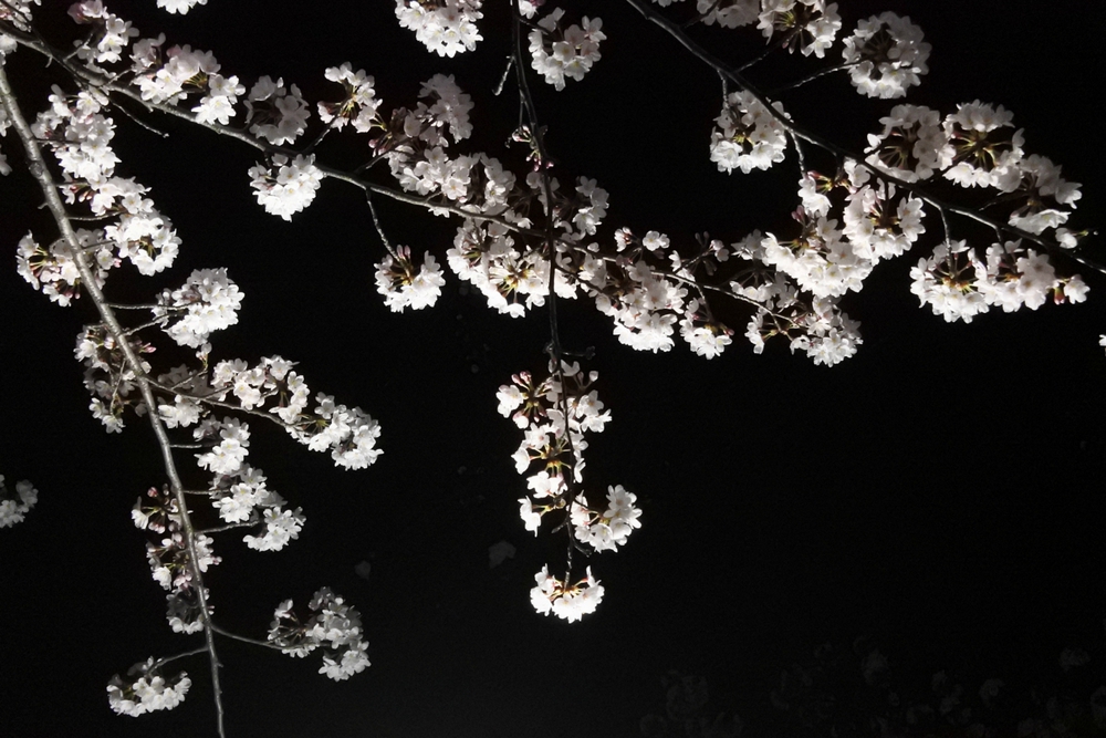 ぼっちで夜桜撮影会ヾ(゚∀゚)ノ ぼっちで夜桜撮影会ヾ(゚∀゚)ノ