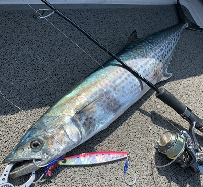 明石ジギング釣行! 明石ジギング釣行!