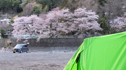 花見キャンプ出来ました。 花見キャンプ出来ました。