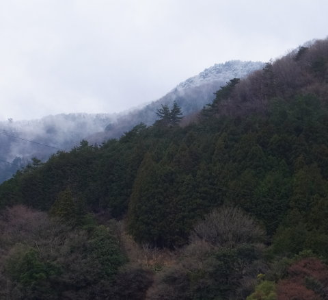 花見キャンプ出来ました。 花見キャンプ出来ました。