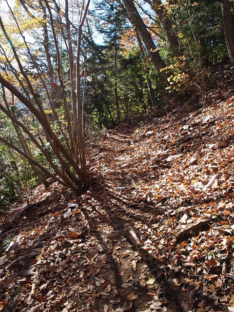 小仏城山から高尾山ハイキング 11/29(水) 小仏城山から高尾山ハイキング 11/29(水)