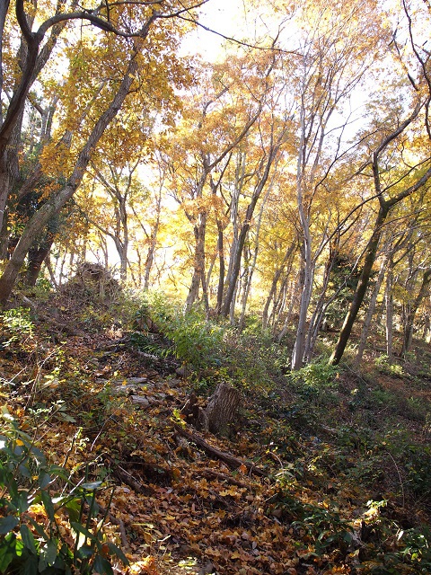 小仏城山から高尾山ハイキング 11/29(水) 小仏城山から高尾山ハイキング 11/29(水)