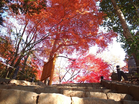 小仏城山から高尾山ハイキング 11/29(水) 小仏城山から高尾山ハイキング 11/29(水)