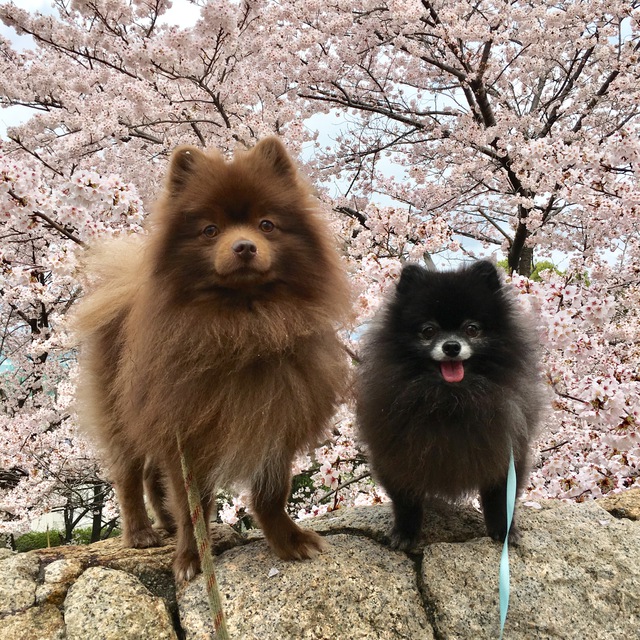桜と天気のリンク ( 今更ですが…)