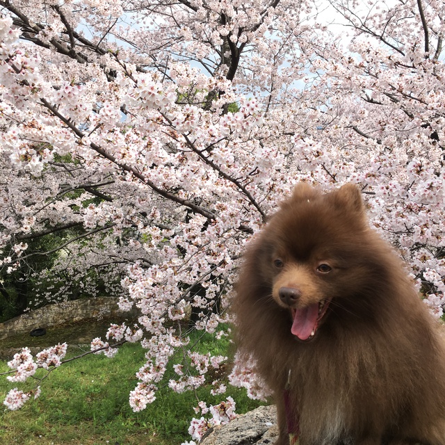 桜と天気のリンク ( 今更ですが…)