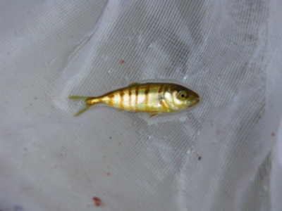 小魚 幼魚