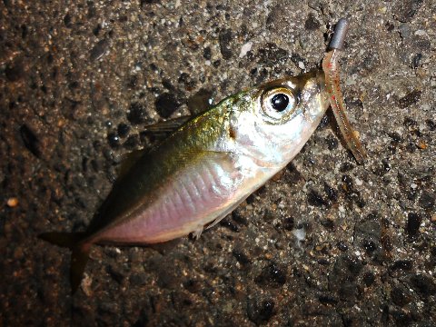 進撃のアジ