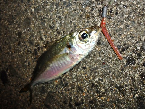 進撃のアジ