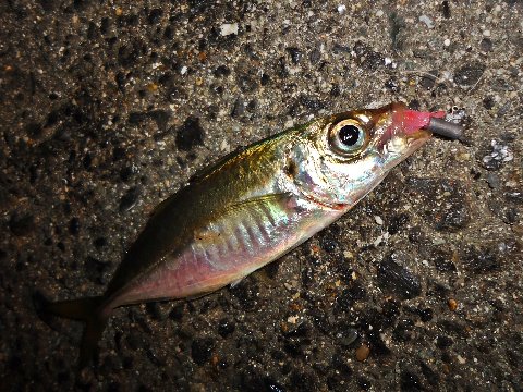 進撃のアジ