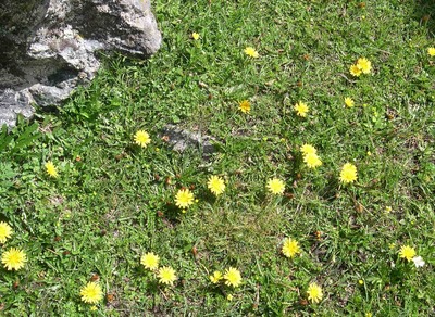 No.31　ヒマラヤに咲く　キク科の花