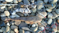 2008/06/28釣行結果、マゴチ51cm