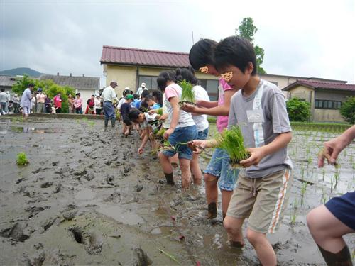 田植え体験