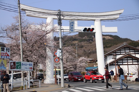 満開の桜トンネル！長瀞のさくら散策。