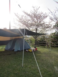 桜キャンプ