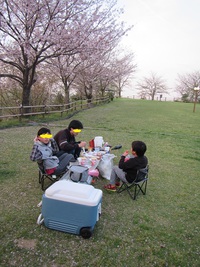 桜キャンプ