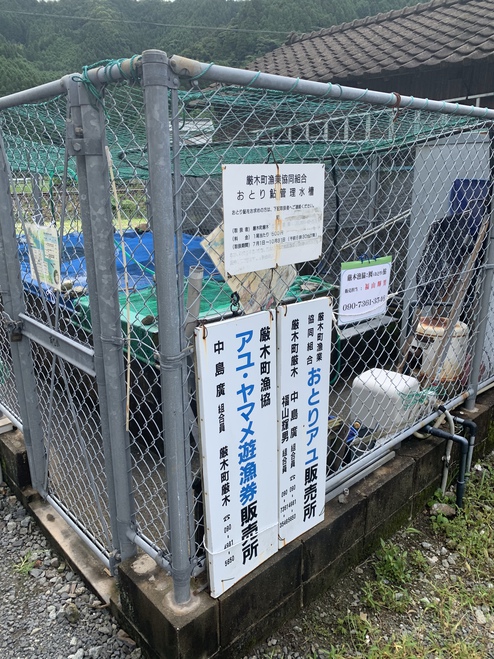 2020/07/04厳木川釣行⤵︎天然鮎の貴重さ。 2020/07/04厳木川釣行⤵︎天然鮎の貴重さ。