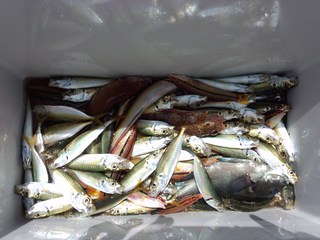 久しぶりの爆釣!! 久しぶりの爆釣!!