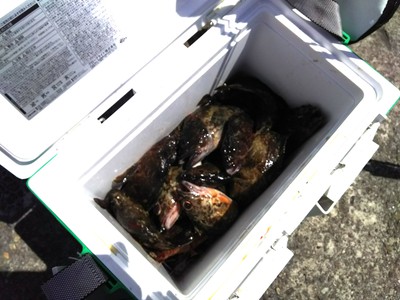 気持ちを新たに妻鹿波止8番 気持ちを新たに妻鹿波止8番