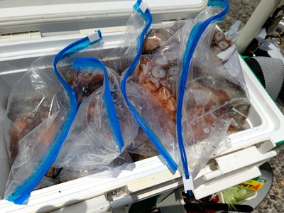 まさかの2kg超え 妻鹿波止7番 まさかの2kg超え 妻鹿波止7番