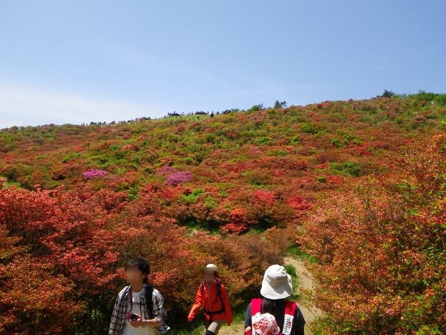 大和葛城山の山ツツジを見に、今年もまた行ってきた