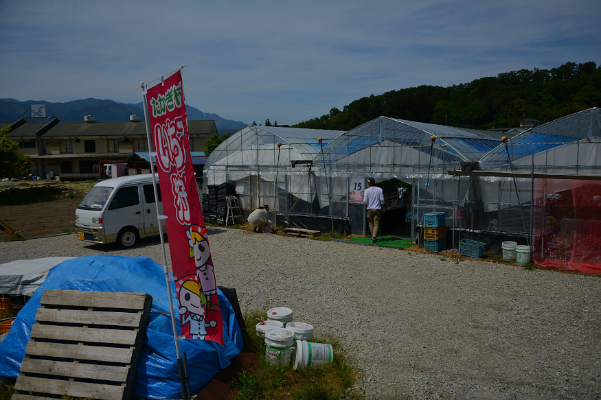 いちご狩りイイイ いちご狩りイイイ