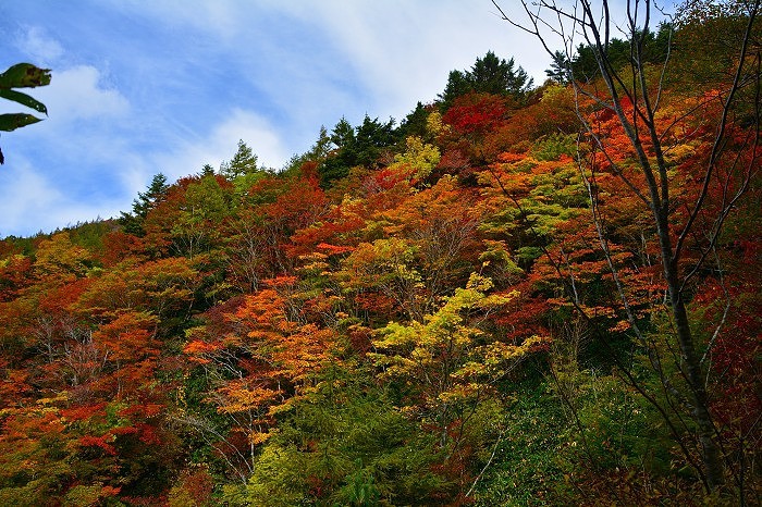 紅葉最前線・・ 紅葉最前線・・