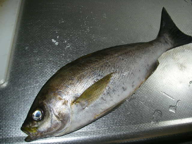 夜磯より帰還