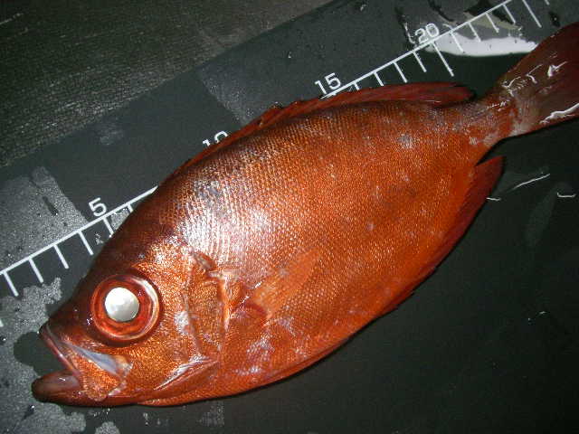 夜磯より帰還