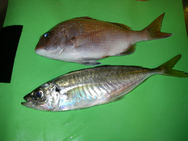 釣り納めやね(磯&パーク)