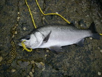 2012　市江釣行　初めての魚に興奮