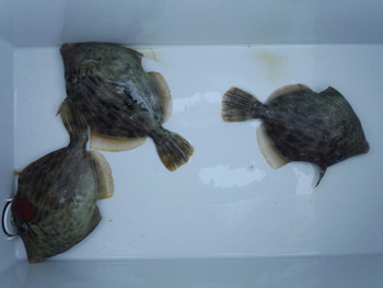 割に合わない釣行